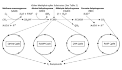 Common methylotrophic metabolic pathways.svg