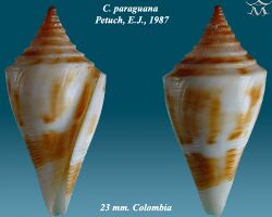 Conus paraguana 1.jpg