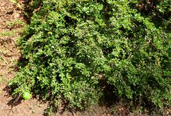 Cotoneaster cochleatus kz4.JPG