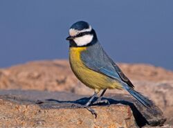 Cyanistes caeruleus -Gran Canaria, Canary Islands, Spain-8.jpg