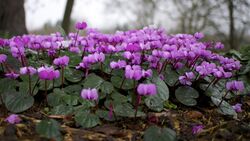 Cyclamen (8457919409).jpg