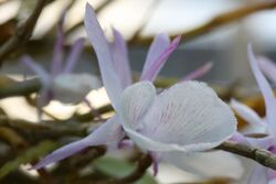 Dendrobium gamblei 002 GotBot 2017.jpg