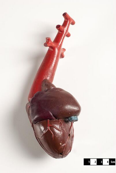 File:Didactic model of a fish heart--FMVZ USP-09.jpeg