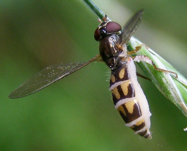 File:Diptera-Syrphidae-Melanostoma-scalare-201208050081.JPG