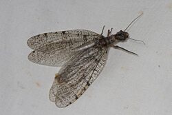Dobsonfly - Orohermes crepusculus, San Francisco State University Field Campus, Bassetts, California.jpg