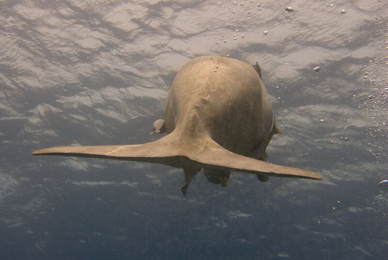 File:Dugong dugon fin egypt.jpg