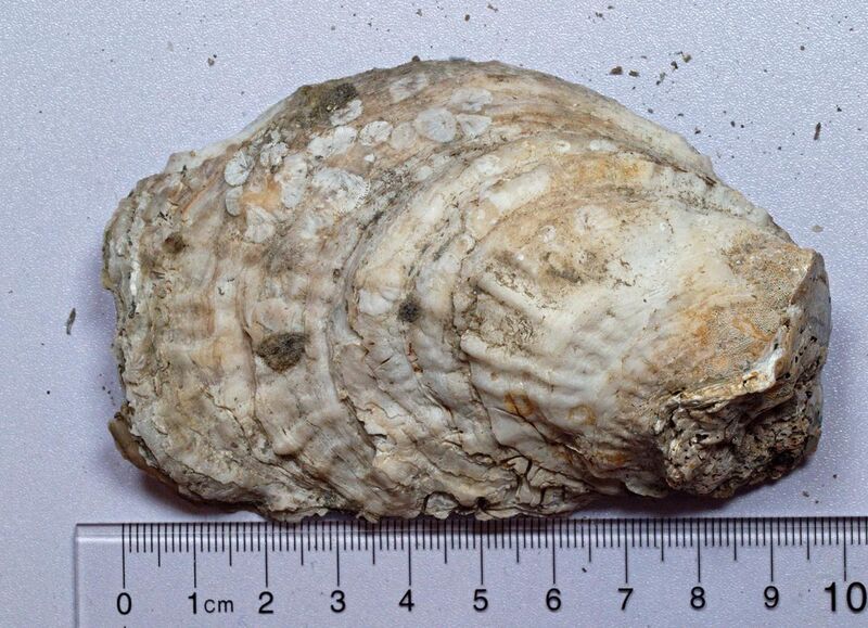 File:Eastern oyster outside.jpg