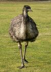 Emu chick 1.jpg