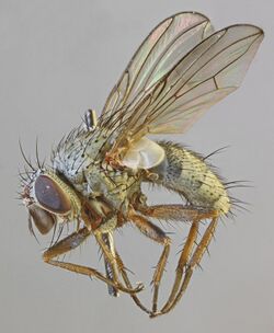 Entomophaga nigrohalterata, North Wales, May 2013 (17500521968).jpg