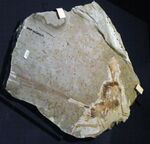 Epidexipteryx hui slab.jpg