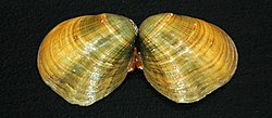 Epioblasma personata (fine-rayed pearly mussel).jpg