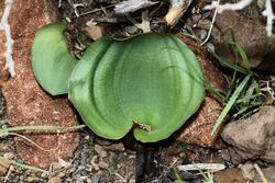 Eriospermum capense (Asparagaceae) (27061758182).jpg