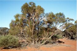 Eucalyptus jutsonii.jpg