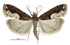 Eudonia hemiplaca female.jpg