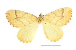 Eulithis mellinata SLU.JPG