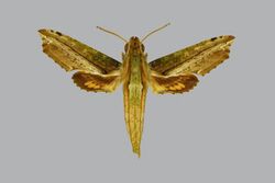 Eupanacra hollowayi BMNHE813123 male up.jpg