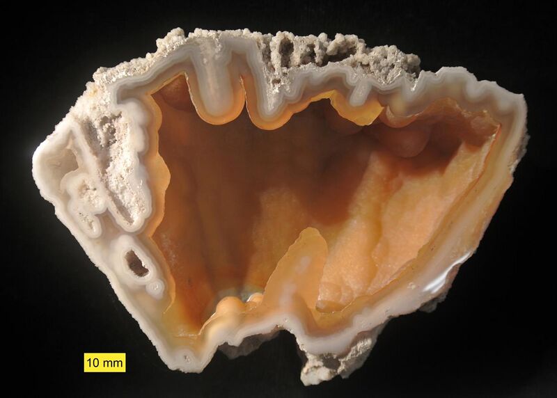 File:Fossil agatized coral Florida.JPG