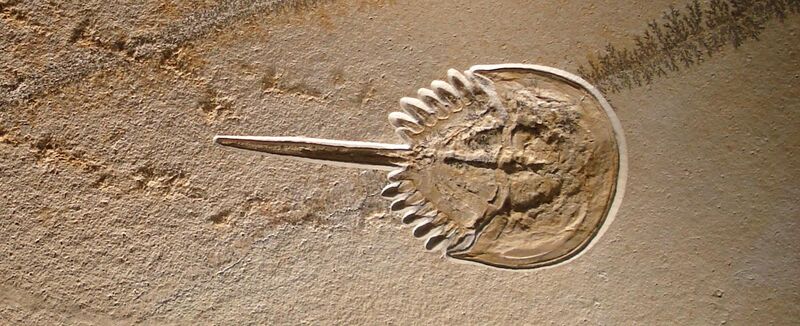 File:Fossil horseshoe crab dead in its tracks.jpg