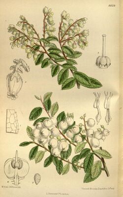 Gaultheria cuneata 145-8829.jpg