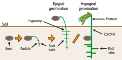 Germination-en.svg