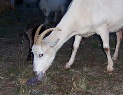 Goat eating placenta.jpg