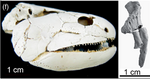 Gogonasus andrewsae skull and girdle.png