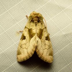 Green Oslaria Moth (37183851712).jpg