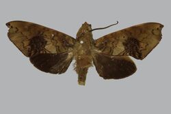 Hypaedalea neglecta BMNHE813384 male up.jpg