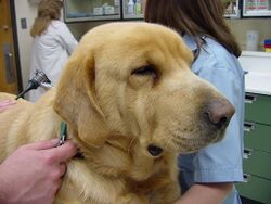 Photograph of a Labrador Retriever dog with sagging facial skin characteristic of hypothyroidism