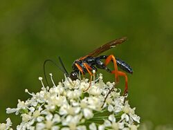Ichneumonidae - Pimpla cf. rufipes.jpg