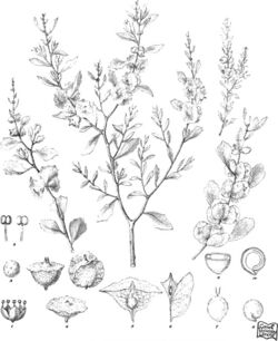 Iconography of Australian salsolaceous plants (1889) (20558121128).jpg