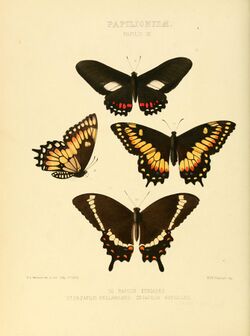 Illustrations of new species of exotic butterflies Papilio IX.jpg