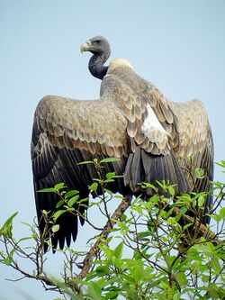 Indian vulture (Gyps indicus) Photograph by Shantanu Kuveskar.jpg