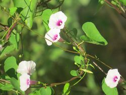 Ipomoea amnicola.jpg