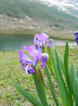 Iris hookeriana Shounter valley.JPG