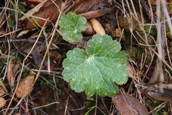 Jepsonia parryi 30285670.jpg