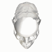 Jugular process of occipital bone - animation7.gif