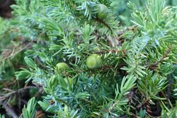 Juniperus taxifolia var. lutchuensis kz03.jpg