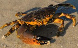 Juvenile Stone Crab at Smyrna Dunes Park - Flickr - Andrea Westmoreland.jpg