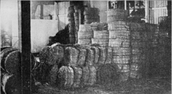 Kingia fibre bales Forest dept Bulletin 2 1921.png