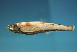 Large-scaled lanternfish (Neoscopelus macrolepidotus).jpg