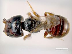 Lasioglossum hemichalceum (full body image).jpeg