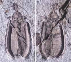 Limnomma daohugouense holotype.jpg
