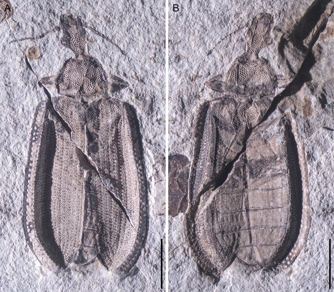 File:Limnomma daohugouense holotype.jpg