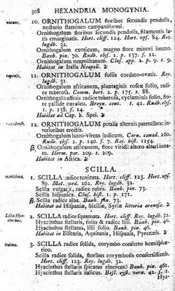 Linnaeus' original description of Scilla in 1753