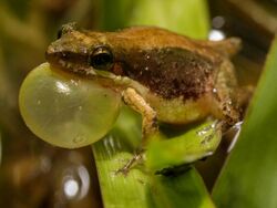 Litoria microbelos Qld.jpg