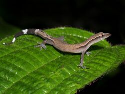 Madagascar clawless gecko (Ebenavia inunguis), Vohimana reserve, Madagascar.jpg