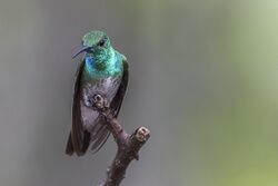 Mangrove Hummingbird ♂.jpg