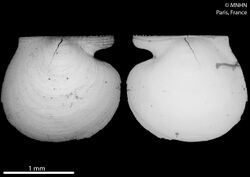 Micropecten reticulatus (MNHN-IM-2013-50885) 001.jpeg