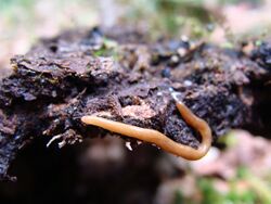 A small, light brown flatworm on what appears to be either soil or bark.